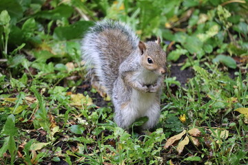 Grey squirrels in Ireland