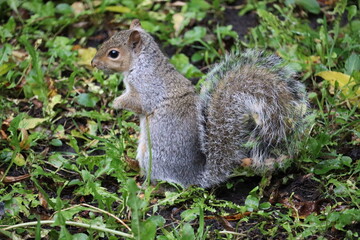 Grey squirrels in Ireland
