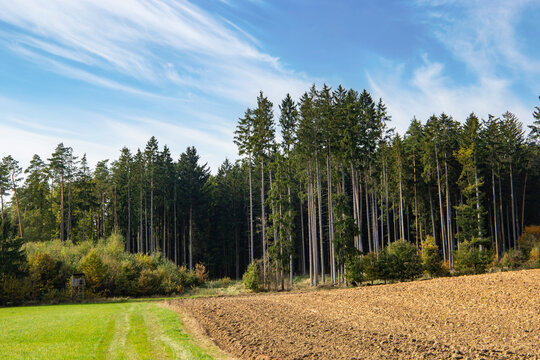 Agricultural earthy plowed field and coniferous forest.