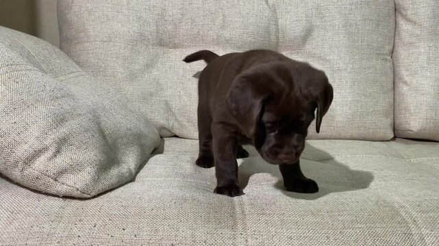 One cute Labrador cub is playing on the couch, wagging its tail. pet is quarantined at home. a brown Labrador retriever puppy.