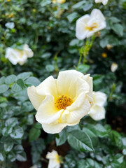 white and yellow rose flowers in the garden
