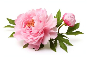 Fototapeta premium Peony flower blossom plant rose.