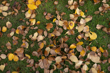 autumn leaves background