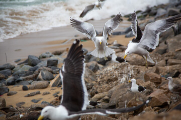 Portales, Valparaiso, Chile