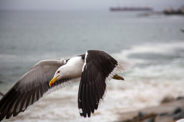 Portales, Valparaiso, Chile