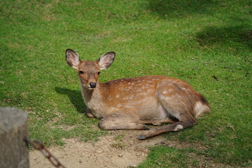 Deer in Nara Park, Japan. Nara is one of the most popular tourist destinations in Japan