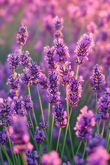 Fototapeta premium close up of lavender