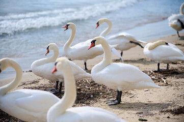 Elegant swans standing on a sandy beach near the water. These graceful birds, with their elongated necks and white feathers, pose majestically against a backdrop of the sea and sky