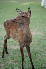 Deer in Nara Park, Japan. Nara is one of the most popular tourist destinations in Japan