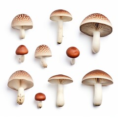 Assorted Mushrooms with Spotted Caps on White