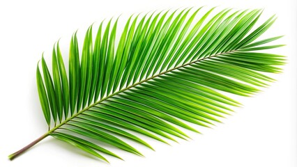Obraz premium Close-up view of coconut tree leaf isolated on white background with clipping path included