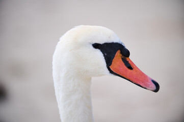 Close-up portrait of a swan by the water, showcasing its elegant long neck and bright orange beak. The serene background emphasizes the bird's graceful presence.