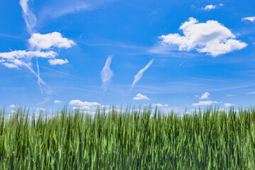 Obraz premium Green field full of wheat and blue sky. Eye level view.