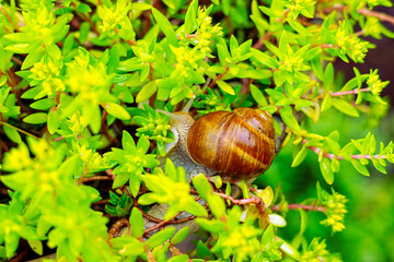 A large snail in a shell crawling in a pot of sedum sarmentosum, summer day in the garden © Vesela