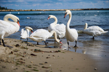 Elegant swans standing on a sandy beach near the water. These graceful birds, with their elongated necks and white feathers, pose majestically against a backdrop of the sea and sky