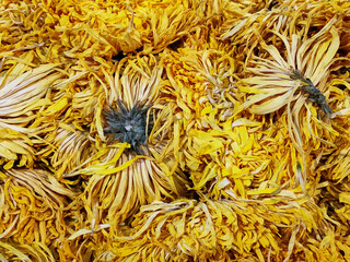 Dried yellow chrysanthemum