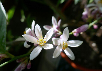 White fresh lemon flowers  with green leaves against dark background