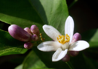 White fresh lemon flowers  with green leaves against dark background