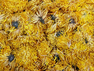 Dried yellow chrysanthemum