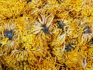 Dried yellow chrysanthemum