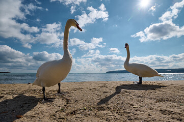 Elegant swans standing on a sandy beach near the water. These graceful birds, with their elongated necks and white feathers, pose majestically against a backdrop of the sea and sky