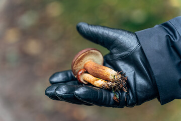 mans hand in black glove holding a freshly picked birch bolete, Leccinum scabrum, mushroom in autumn forest