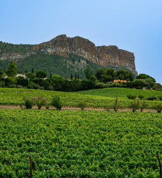 France, Cassis, Vineyard Domaine du Bagnol, AOC Cassis. High quality photo
