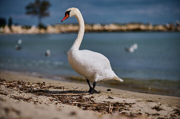 A swan standing on the beach by the water, looking out at the horizon. Shot under bright sunlight with shimmering reflections on the water