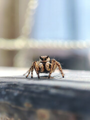 close-up of a jumping spider