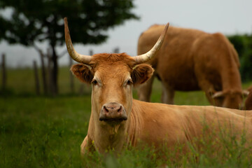 Limousin cow 