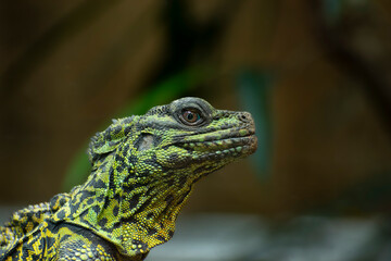 Hydrosaurus lizard