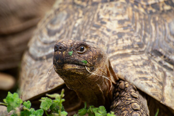 giant island tortoise