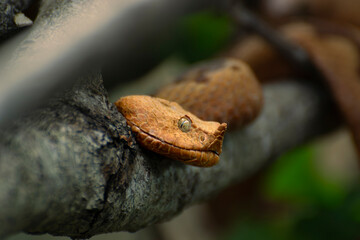 Orange horned viper in a tree