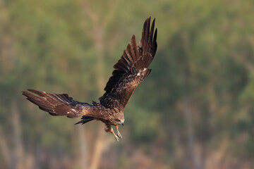 A graceful black kite is flying in the meadow. Birds of prey Black kite