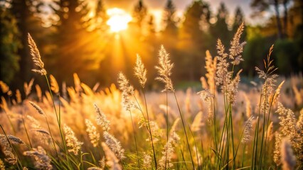 Fototapeta premium Close-Up Wild grass in sunset forest, summer nature background with soft beige colors