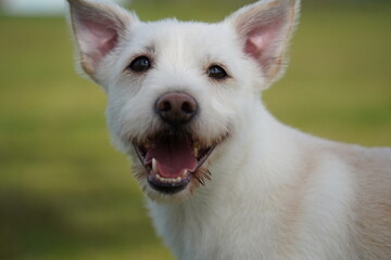 Obraz premium a white dog with a pink tongue that is smiling.