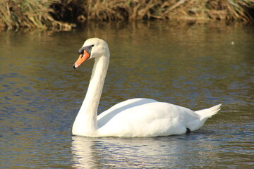 white swan in the lake
