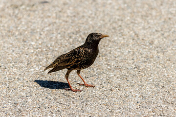bird on concrete