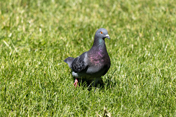 pigeon on grass