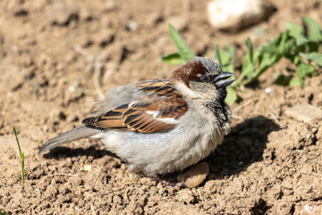 sparrow on the ground