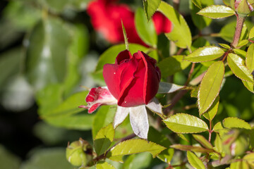 Obraz premium red rose bud