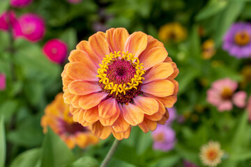 orange dahlia flower