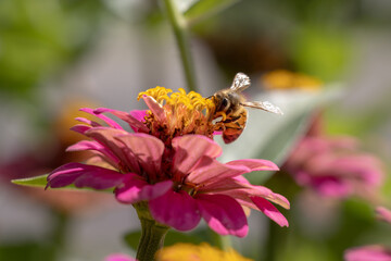 bee on flower