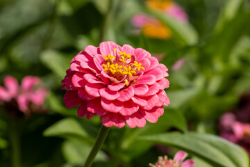 Obraz premium pink dahlia flower