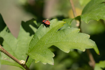ladybird on a leaf