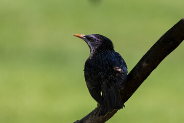 blackbird on a branch