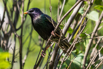 blackbird on a branch