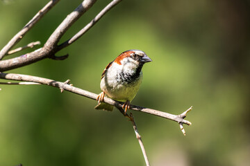 sparrow on a branch