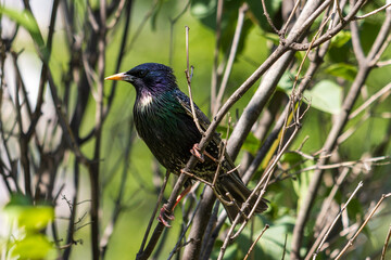 winged blackbird