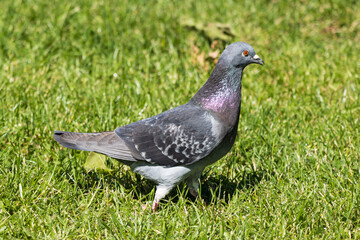 pigeon on grass